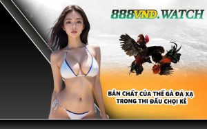 Bản chất của thế gà đá xạ trong thi đấu chọi kê