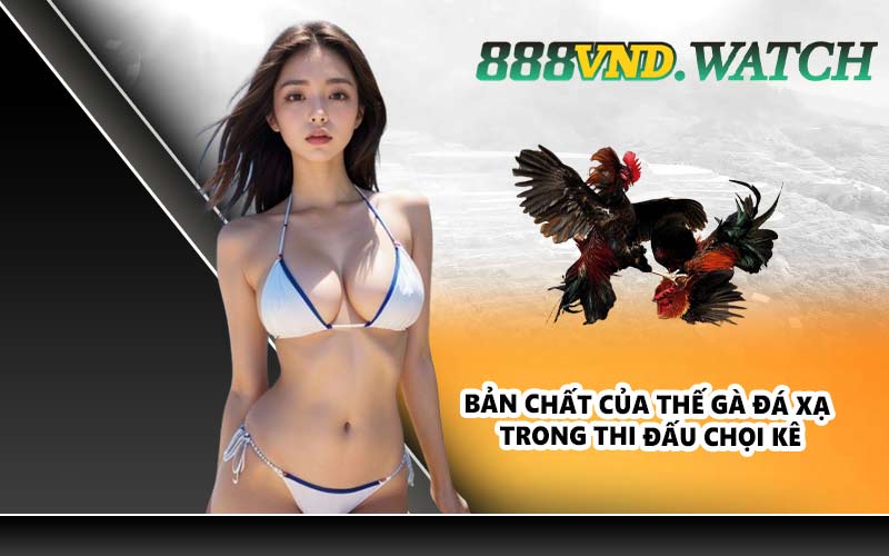 Bản chất của thế gà đá xạ trong thi đấu chọi kê