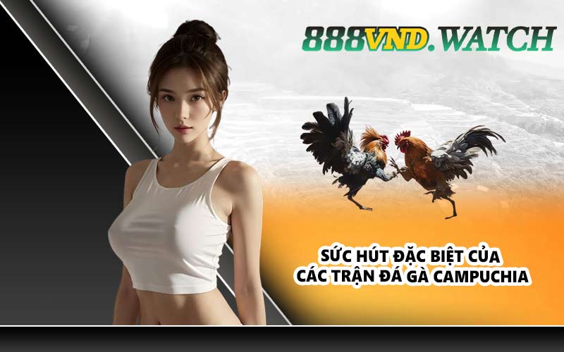 Sức hút đặc biệt của các trận đá gà Campuchia